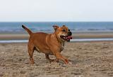 STAFFIE 257